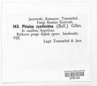 Cyathicula cyathoidea image